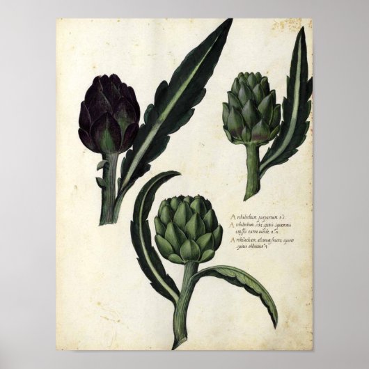  botanisch Poster - Artichoke (Voorkant)