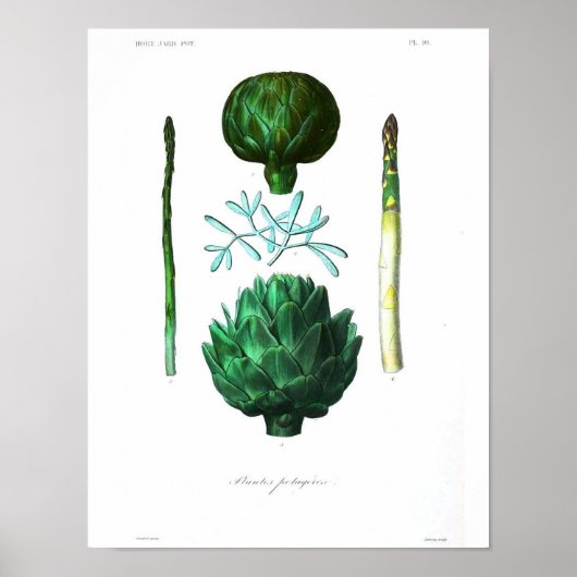 botanisch Poster - Artichoke (Voorkant)