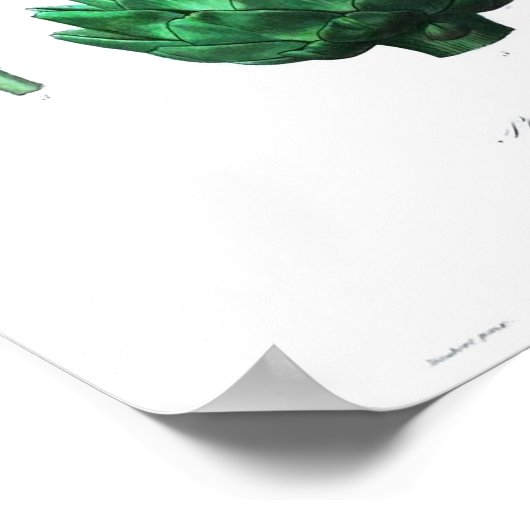  botanisch Poster - Artichoke (Hoek)