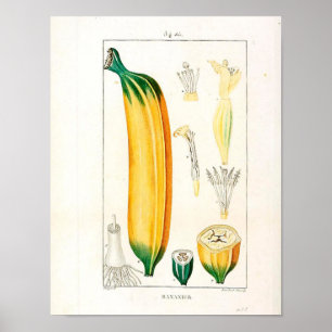 botanisch Poster - bananenvruchten