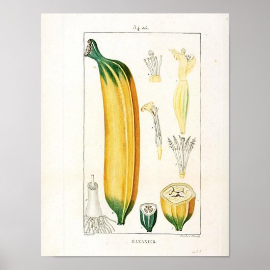  botanisch Poster - bananenvruchten (Voorkant)