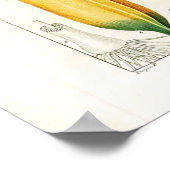  botanisch Poster - bananenvruchten (Hoek)