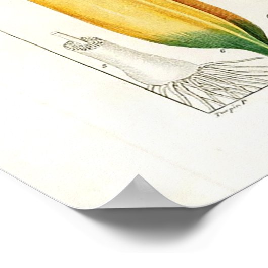  botanisch Poster - bananenvruchten (Hoek)