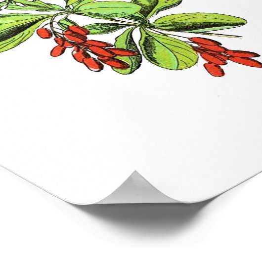  botanisch Poster - Barberry (Hoek)