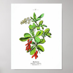  botanisch Poster - Barberry
