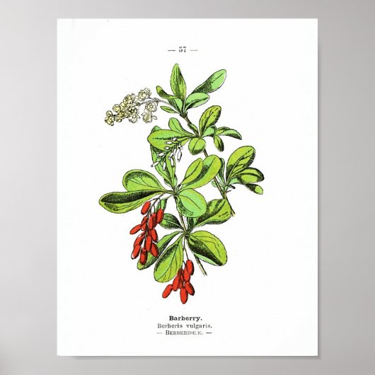  botanisch Poster - Barberry (Voorkant)