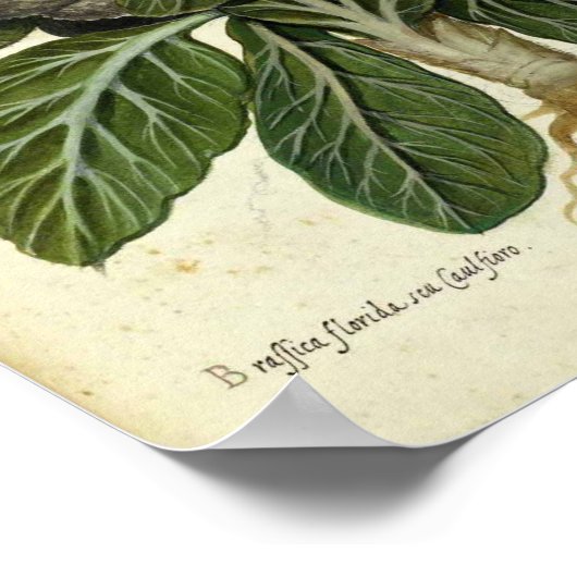botanisch Poster - Bloemkool (Hoek)