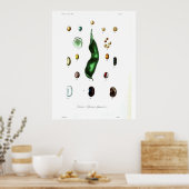 botanisch Poster - Bonen (Keuken)