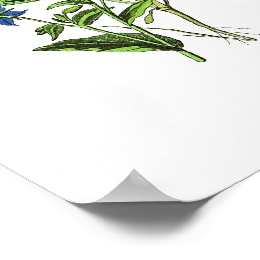  botanisch Poster - borage (Hoek)