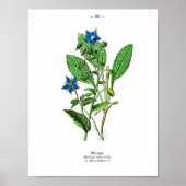  botanisch Poster - borage (Voorkant)