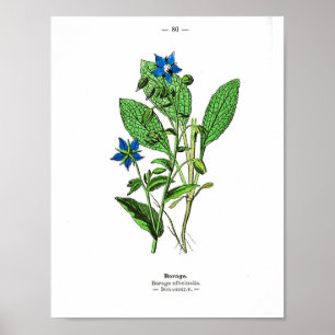 botanisch Poster - borage