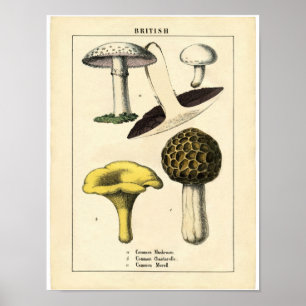  Botanisch Poster - Britse paddenstoel