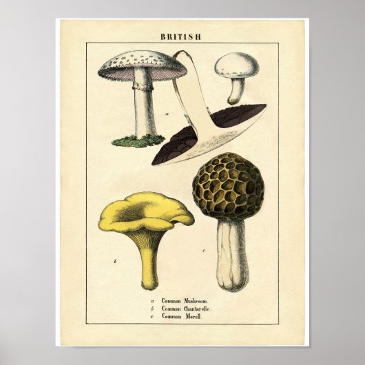 Botanisch Poster - Britse paddenstoel (Voorkant)