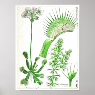 botanisch Poster - carnivoren Plant
