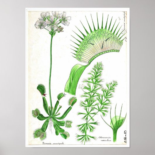  botanisch Poster - carnivoren Plant (Voorkant)