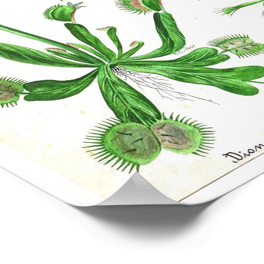 botanisch Poster - carnivoren Plant (Hoek)