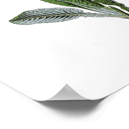 botanisch Poster - Cowslib (Hoek)