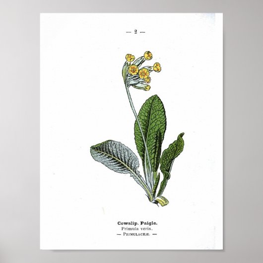  botanisch Poster - Cowslib (Voorkant)