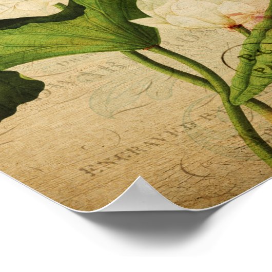 botanisch Poster - Franse Lotus (Hoek)