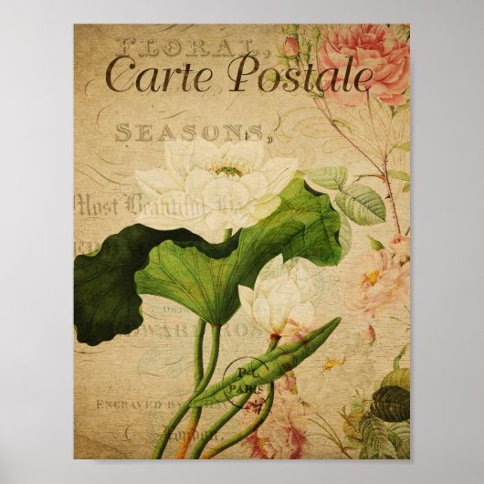  botanisch Poster - Franse Lotus (Voorkant)