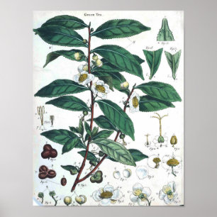 botanisch Poster - groene thee