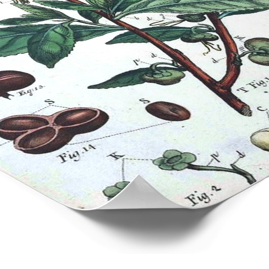 botanisch Poster - groene thee (Hoek)