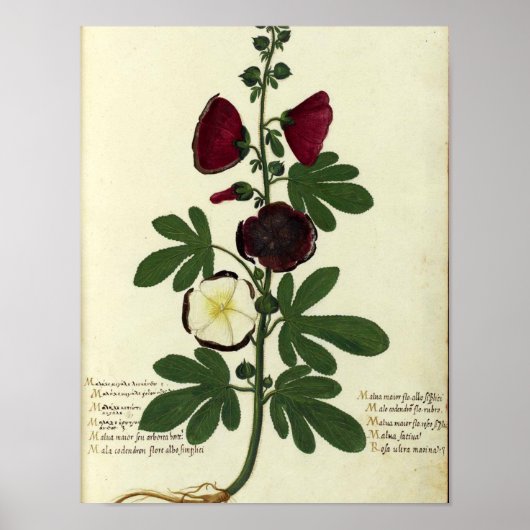  Botanisch Poster - Hollyhock (Voorkant)