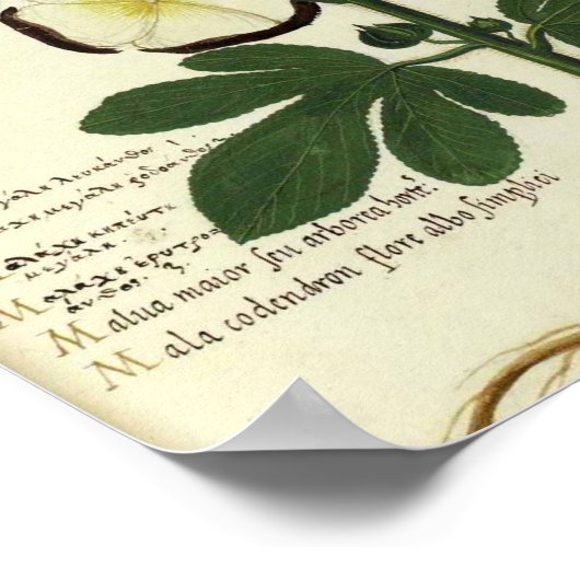  Botanisch Poster - Hollyhock (Hoek)