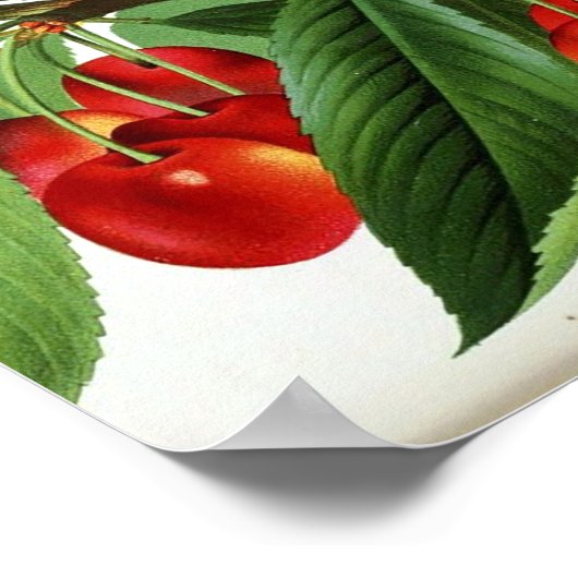  botanisch Poster - Kersen (Hoek)