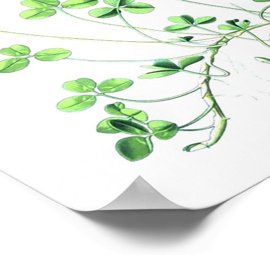 botanisch Poster - klaver (Hoek)