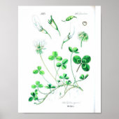 botanisch Poster - klaver (Voorkant)