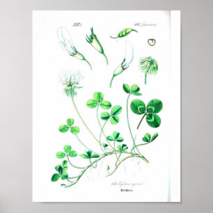 botanisch Poster - klaver