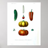  Botanisch Poster - Knijp (Voorkant)