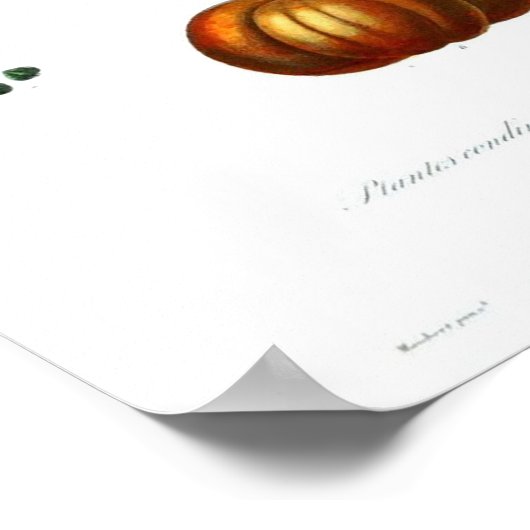 Botanisch Poster - Knijp (Hoek)