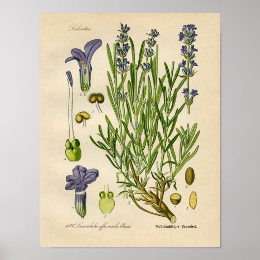  botanisch Poster - lavendel (Voorkant)
