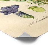  botanisch Poster - lavendel (Hoek)