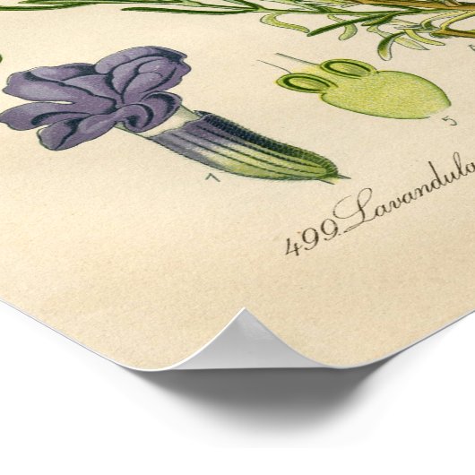  botanisch Poster - lavendel (Hoek)