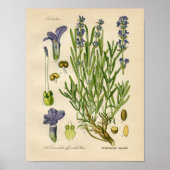  botanisch Poster - lavendel (Voorkant)