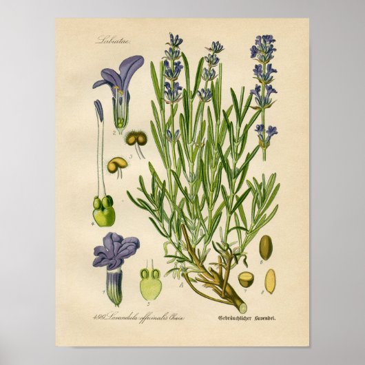  botanisch Poster - lavendel (Voorkant)