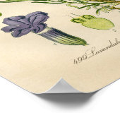  botanisch Poster - lavendel (Hoek)