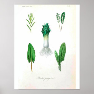 botanisch Poster - Leek
