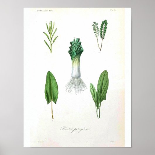  botanisch Poster - Leek (Voorkant)