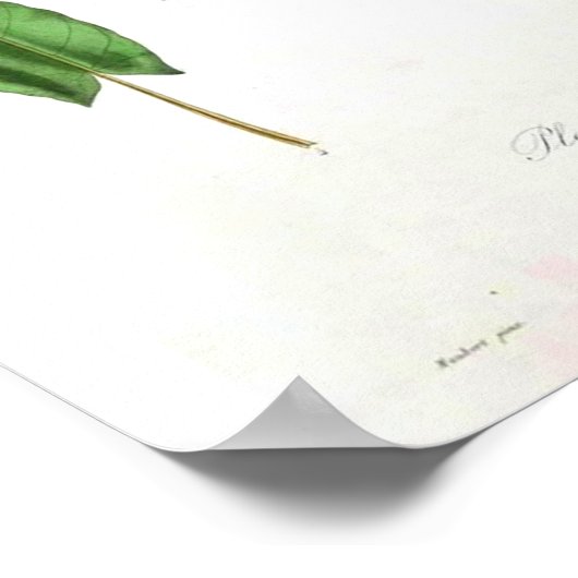  botanisch Poster - Leek (Hoek)