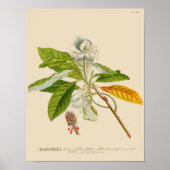 botanisch Poster - Magnolievloer (Voorkant)