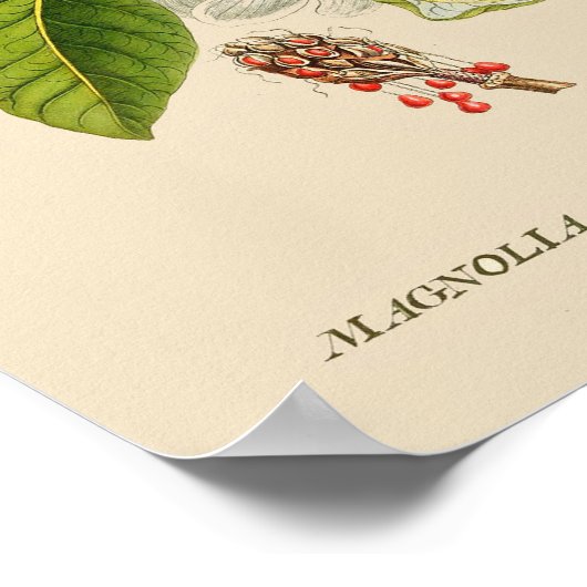 botanisch Poster - Magnolievloer (Hoek)