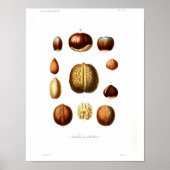  botanisch Poster - Noten (Voorkant)