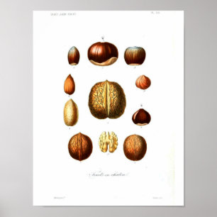  botanisch Poster - Noten