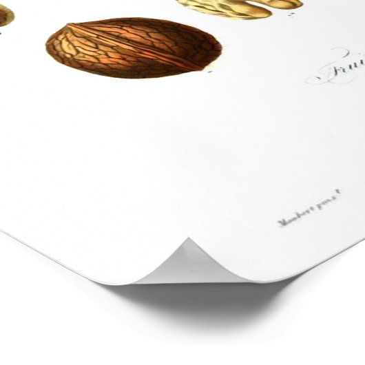  botanisch Poster - Noten (Hoek)