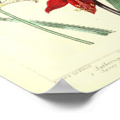 botanisch Poster - Orchidebloem (Hoek)