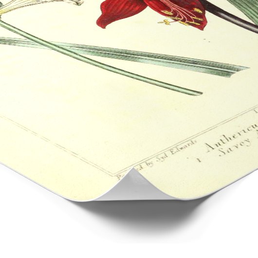 botanisch Poster - Orchidebloem (Hoek)